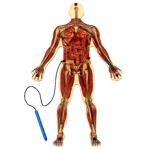 Anatex Den Magnetiska Kroppen
